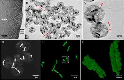 Magnetotactic Coccus Strain SHHC-1 Affiliated to Alphaproteobacteria Forms Octahedral Magnetite Magnetosomes